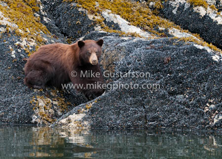 Mike Gustafsson Photography