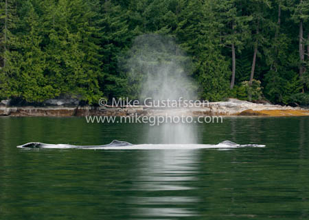 Mike Gustafsson Photography